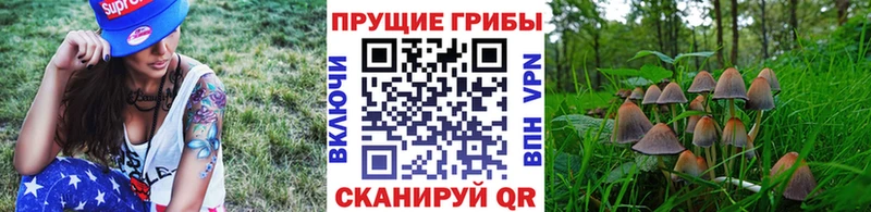 Галлюциногенные грибы Psilocybe  блэк спрут как войти  shop наркотические препараты  Нестеров 